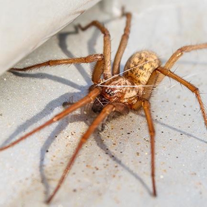 Spiders   Photo